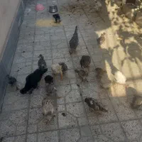 جوجه مرغ جهادی و سلطان