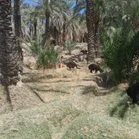 گوسفند