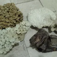 سنگ و مرجان آکواریومی تزتینی