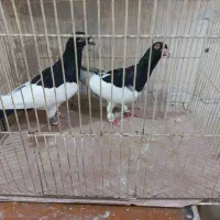 باسلام خدمت دوستان عزیز