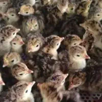 مرغ لاری - جوجه بلدرچین کوهی - جوجه بوقلمون|حیوانات مزرعه|اصفهان, ستار|دیوار