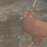 کبوتر