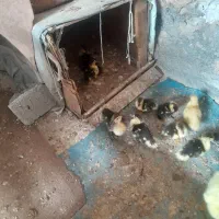 اردک روسی وخروس گلین