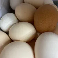 تخم مرغ محلی