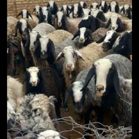 گوسفند زنده شال. مغان. افشاری.شهرری جاده گلحصار|حیوانات مزرعه|ری, سیزده آبان|دیوار