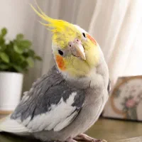 گمشده