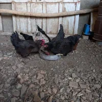 فروش مرغ|حیوانات مزرعه|شاهدشهر, |دیوار