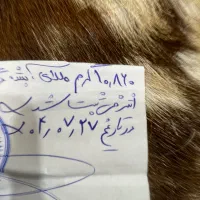 انگشتر طلا/پهلوی/ربع سکه|جواهرات|قرچک, میرزائی شمالی|دیوار