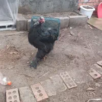 برهما بلک|حیوانات مزرعه|محمدبار, |دیوار