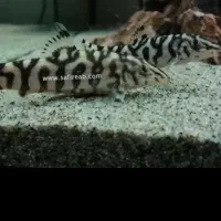 ماهی لوچ پاکستانی