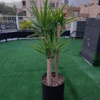 نخل یوکا، ۷۵ درصد تخفیف/ بدون گلدان|گل و گیاه طبیعی|تهران, صادقیه|دیوار