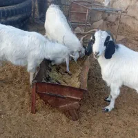 گوسفند|حیوانات مزرعه|هفدر, |دیوار