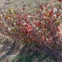 انواع نهال میاندواب زیر قیمت بازار حرص درخت|خدمات باغبانی و درختکاری|سنقر, |دیوار