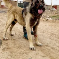 نر سرابی نوه پلح میانه ۱۷ماهه