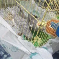 یک جفت عروس هلندی|پرنده|لامرد, |دیوار