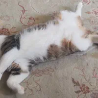 واگذاری گربه