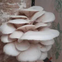 سرمایه گزاری در کار تولید مواد غذایی، شریک، شراکت