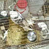 کبوتر یکی نر و دوتا ماده