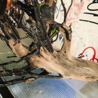 آکواریوم چوب ابنوس مخصوص|ماهی|اردبیل, |دیوار