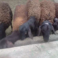 قزل افشار اصل