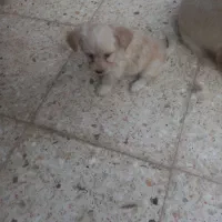 یک طوله سگ پامرروباهی سایز سفر خیلی بازیگوش|سگ|زابل, |دیوار