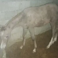 کری عرب وارداتی