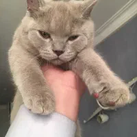 بچه گربه