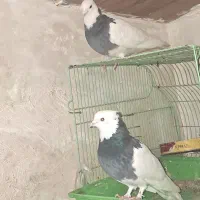کبوتر طوقی درشت