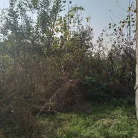 1400متر مسکونی همراه با خانه6000متر شالیزار|فروش زمین و ملک کلنگی|لولمان, |دیوار