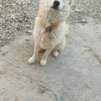 سگ روباهی ماده باهوش|سگ|شاهرود, |دیوار