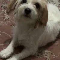 واگذاری سگ شیتزو رایگان