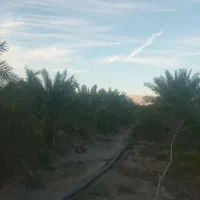 فروش فروی باغ خرما