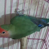 طوطی برزیلی مولد