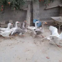 غاز فروشی