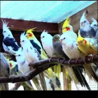 عروس ماده