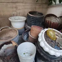 گلدان|گل و گیاه طبیعی|تهران, پاسداران|دیوار
