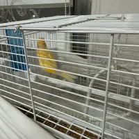 قناری نر و ماده|پرنده|تهران, پیکان شهر|دیوار