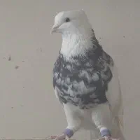 طوقی نر وماده ویک ماده مسافتی باهم