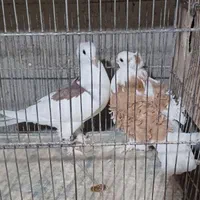 جفت مولد  ماده جکسون زرد نر دوکت سیلورکلاهدار پاپر|پرنده|آمل, |دیوار