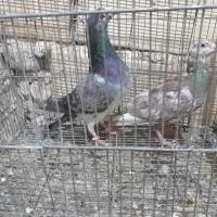کفتر جفتگاه و پرشی