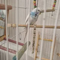 مرغ عشق و قفس بزرگ و وسایل یکجا|پرنده|کرمان, |دیوار