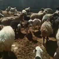 گوسفند میش وبره