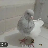 نر الماسی جوان اماده جفت کردن|پرنده|قم, کیوانفر|دیوار