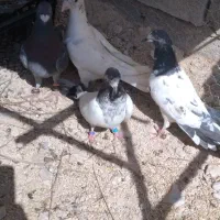 کبوتر