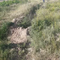 زمین-کشاورزی-دیم-گندمزار-12هکتار