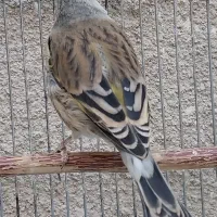 سهره قناری مست خون شلاقی پررو|پرنده|مشهد, شهرک مهر آباد|دیوار