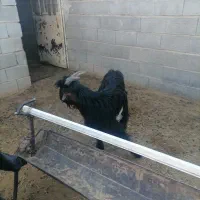 بزوکهره|حیوانات مزرعه|کوهنجان, |دیوار