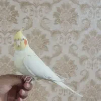 عروس هلندی ماده دستی  بالغ و مست|پرنده|پاکدشت, پاکدشت (مامازند)|دیوار