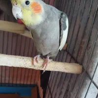 عروس هلنی نر|پرنده|رودسر, |دیوار