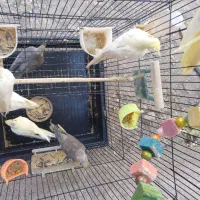 جوجه عروس هلندی|پرنده|مشهد, ویلاشهر|دیوار